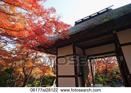 Arashiyama, Jojakkoji Temple surrounded by Autumn leaves. View Large Photo Image Stock Image - Arashiyama, Jojakkoji Temple surrounded by Autumn leaves.. Fotosearch