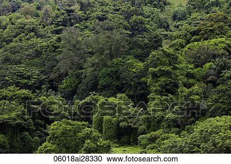 Arial view of tropical trees. View Large Photo Image Stock Image - Arial view of tropical trees.. Fotosearch