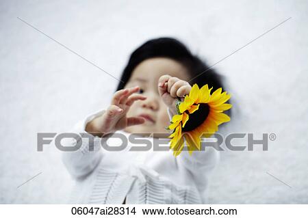 Picture - Baby holding yellow sunflower. Fotosearch
