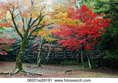 Deer eating grass with trees with Autumn leaves in background. Japan View Large Photo Image Stock Image - Deer eating grass with trees with Autumn leaves in background. Japan. Fotosearch