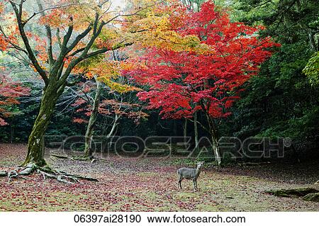 Deer in forest in front of trees with Autumn leaves. Miyajima Island, Omoto Park. Japan View Large Photo Image Stock Image - Deer in forest in front of trees with Autumn leaves. Miyajima Island, Omoto Park. Japan. Fotosearch
