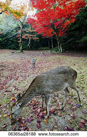 Deers eating grass in front of trees with red leaves., Miyajima Island, Omoto Park. Japan View Large Photo Image Stock Photo - Deers eating grass in front of trees with red leaves., Miyajima Island, Omoto Park. Japan. Fotosearch