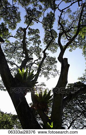 Ferns growing on large tree with sun burst View Large Photo Image Stock Photograph - Ferns growing on large tree with sun burst. Fotosearch