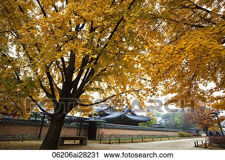 Stock Image - Gyeongbokgung Palace with Autumn leaves. Seoul, Korea. Fotosearch