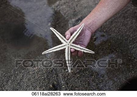 Stock Image - hand holding star fish on black sand. Fotosearch