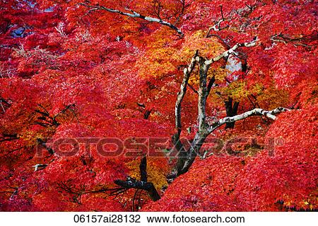 Leaves changing color to red and yellow during Autumn View Large Photo Image Stock Image - Leaves changing color to red and yellow during Autumn. Fotosearch
