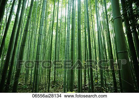 light streaming through bamboo forest View Large Photo Image Picture - light streaming through bamboo forest. Fotosearch