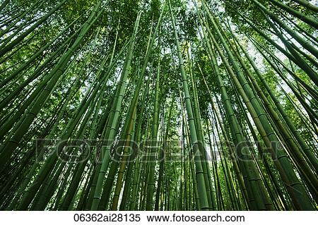 low angle shot of bamboo forest View Large Photo Image Stock Photography - low angle shot of bamboo forest. Fotosearch
