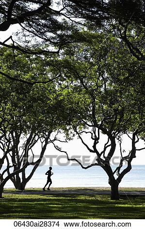 Man jogging under trees near ocean View Large Photo Image Picture - Man jogging under trees near ocean. Fotosearch
