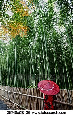 rear view of woman wearing Kimono and holding a red umbrella walking next to bamboo View Large Photo Image Stock Photograph - rear view of woman wearing Kimono and holding a red umbrella walking next to bamboo. Fotosearch