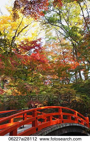 Red bridge at Kitano Temmangu Shrine, Autumn Leaves in the Maple Garden. Kyoto, Japan View Large Photo Image Stock Image - Red bridge at Kitano Temmangu Shrine, Autumn Leaves in the Maple Garden. Kyoto, Japan. Fotosearch