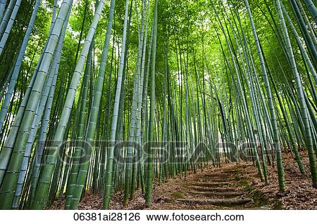 Stock Photograph - Stairs going through bamboo forest. Fotosearch