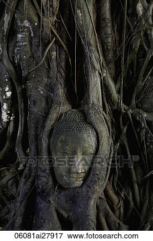 Stone Buddha head surrounded by roots of a Banyan tree Ayutthaya, Thailand View Large Photo Image Stock Photo - Stone Buddha head surrounded by roots of a Banyan tree Ayutthaya, Thailand. Fotosearch