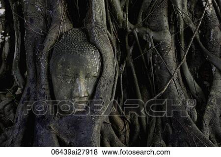 Stock Photo - Stone Buddha head surrounded by roots of Banyan tree at Ayutthaya, Thailand. Fotosearch