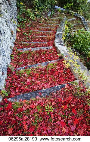 Stone steps covered with red Autumn leaves. Miyajima Island, Omoto Park. Japan View Large Photo Image Stock Image - Stone steps covered with red Autumn leaves. Miyajima Island, Omoto Park. Japan. Fotosearch
