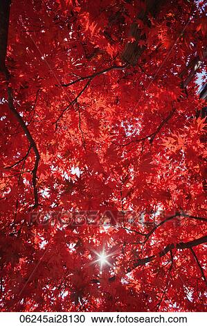 Sunburst through a canopy of red leaves. View Large Photo Image Stock Image - Sunburst through a canopy of red leaves.. Fotosearch