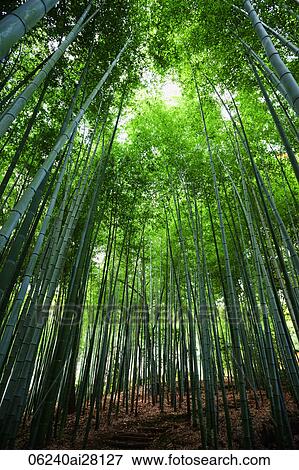Sunlight streaming through bamboo forest View Large Photo Image Stock Photo - Sunlight streaming through bamboo forest. Fotosearch