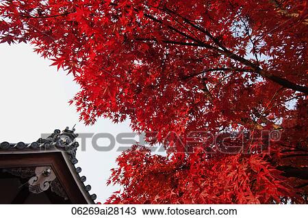Top of Temple roof with tree with red leaves View Large Photo Image Stock Image - Top of Temple roof with tree with red leaves. Fotosearch