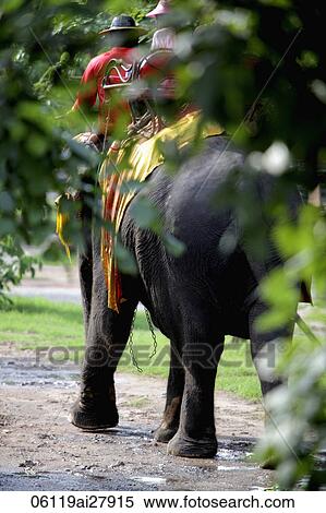 Tourist riding an elephant, trees in foreground View Large Photo Image Stock Photography - Tourist riding an elephant, trees in foreground. Fotosearch
