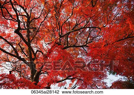 Tree with red and orange leaves View Large Photo Image Stock Image - Tree with red and orange leaves. Fotosearch
