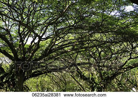 wide shot of branches and leaves of large trees View Large Photo Image Stock Image - wide shot of branches and leaves of large trees. Fotosearch