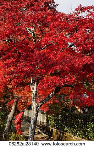 woman wearing red Kimono and holding red umbrella under tree with red leaves. View Large Photo Image Stock Image - woman wearing red Kimono and holding red umbrella under tree with red leaves.. Fotosearch