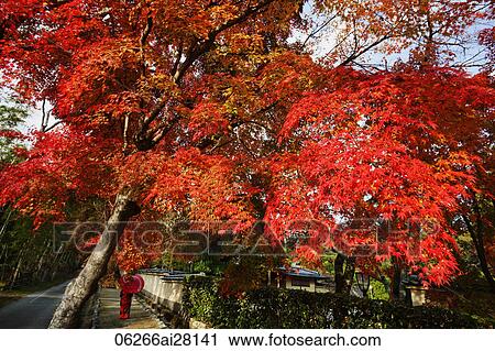 Stock Image - Woman wearing red Kimono holding red umbrella walking under trees with red leaves. Fotosearch