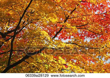 Yellow and red leaves changing color during Autumn. View Large Photo Image Stock Photo - Yellow and red leaves changing color during Autumn.. Fotosearch