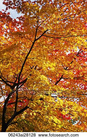 Yellow and red leaves changing colors during Autumn. Japan, Kyoto View Large Photo Image Stock Photo - Yellow and red leaves changing colors during Autumn. Japan, Kyoto. Fotosearch