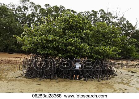 Young boy looking at mangrove tree, Singapore Wetlands View Large Photo Image Stock Photo - Young boy looking at mangrove tree, Singapore Wetlands. Fotosearch