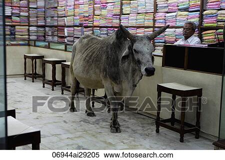 A bull in a textile shop, India View Large Photo Image Stock Photography - A bull in a textile shop, India. Fotosearch