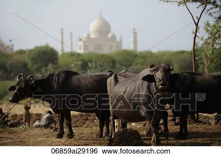 Stock Photograph - A group of cows with the Taj Mahal in the background. Agra, India. Fotosearch