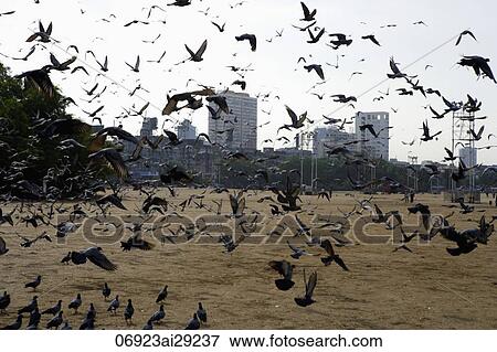 Birds flying on a beach in Mumbai, India View Large Photo Image Stock Photo - Birds flying on a beach in Mumbai, India. Fotosearch