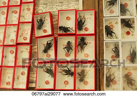 Boxes holding large crickets, China View Large Photo Image Stock Photo - Boxes holding large crickets, China. Fotosearch