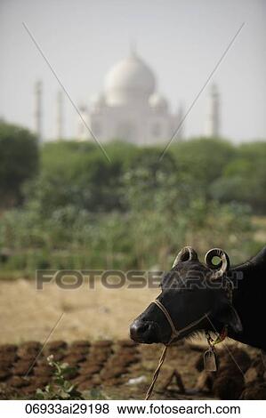 Close up of a cow in a field with the Taj Mahal in back ground. Agra, India View Large Photo Image Stock Photo - Close up of a cow in a field with the Taj Mahal in back ground. Agra, India. Fotosearch