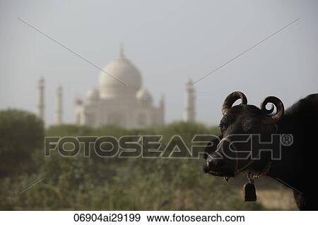 Stock Photo - Closeup of a cow with the Taj Mahal in the background. Agra, India. Fotosearch