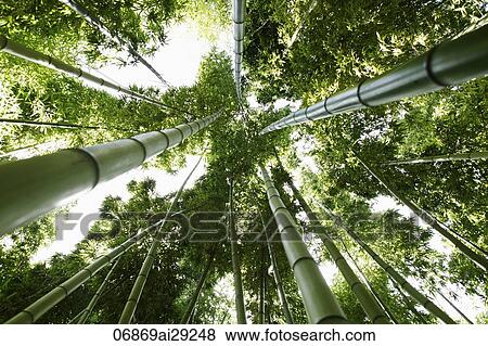 Looking up at Bamboo trees View Large Photo Image Stock Photo - Looking up at Bamboo trees. Fotosearch