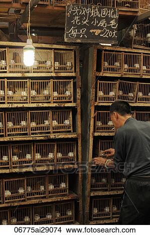 Man feeding birds in cages. Shanghai, China View Large Photo Image Picture - Man feeding birds in cages. Shanghai, China. Fotosearch