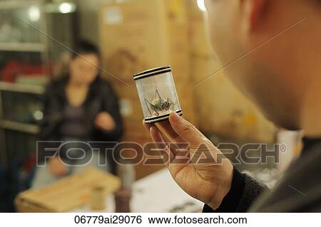 Man holds a jar with a large cricket inside, China View Large Photo Image Stock Photograph - Man holds a jar with a large cricket inside, China. Fotosearch