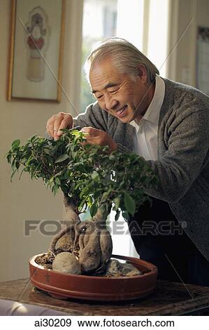 Older man pruning his bonsai tree View Large Photo Image Stock Photo - Older man pruning his bonsai tree. Fotosearch