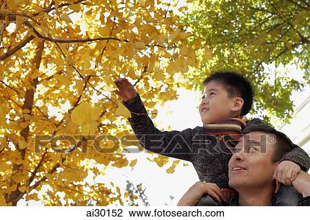Stock Image - Young boy on dad's shoulders looking at the trees. Fotosearch