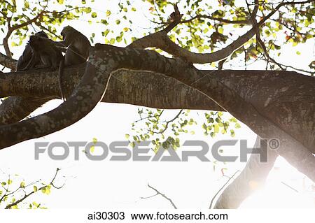 Backlit shot of monkeys sitting in a tree, Indonesia, Bali View Large Photo Image Stock Image - Backlit shot of monkeys sitting in a tree, Indonesia, Bali. Fotosearch