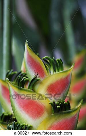 Stock Photo - Close up of a bug on a Bird of Paradise flower.. Fotosearch