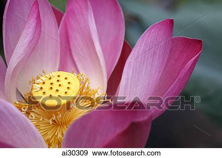 Stock Photo - Close up of a pink lotus flower. Fotosearch