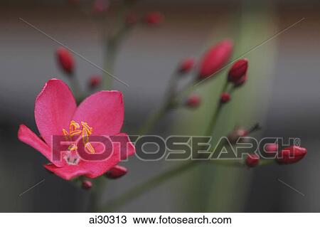 Close up of a tropical flower View Large Photo Image Stock Image - Close up of a tropical flower. Fotosearch