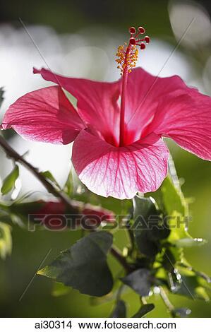 Close up of pink Hibiscus flower View Large Photo Image Picture - Close up of pink Hibiscus flower. Fotosearch