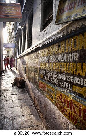 Stock Photograph - Cows and people sharing a narrow walkway in Varanasi, India. Fotosearch