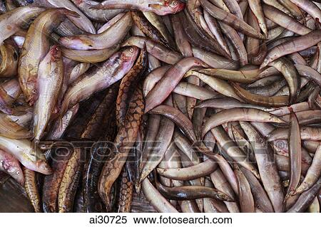 Eels for sale in street market. Siem Reap, Cambodia View Large Photo Image Stock Photography - Eels for sale in street market. Siem Reap, Cambodia. Fotosearch