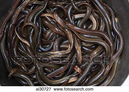 Stock Photo - Eels in a large bowl at street market. Siem Reap, Cambodia. Fotosearch