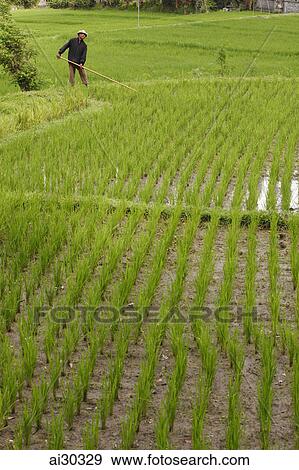 Stock Photo - Farmer cultivating young rice plants in rice paddy. Indonesia, Bali. Fotosearch